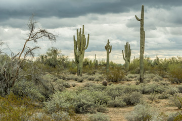 The Rugged Desert of the Southwest USA
