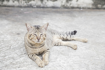 Cat relaxing on the street