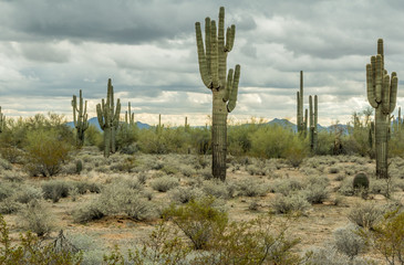 The Rugged Desert of the Southwest USA
