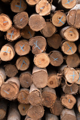 Fototapeta premium Eucalyptus tree, Pile of wood logs ready