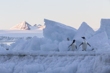 Adélie Penguin. © Johannes Jensås