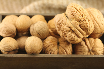 Giant and small walnut in shell