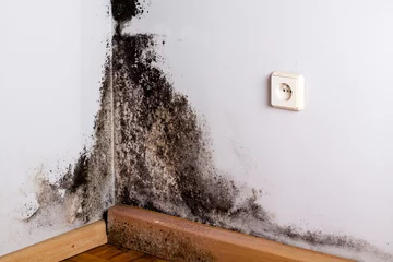 Fotobehang Black mold in the corner of room wall © cegli