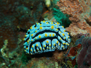 nudibranch