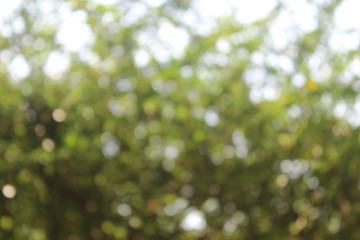 green bokeh from tree in the garden.