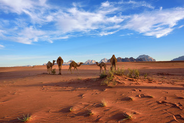 Chameaux dans le désert de Wadi Rum