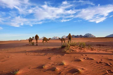 Papier Peint photo Autocollant Chameau Chameaux dans le désert de Wadi Rum