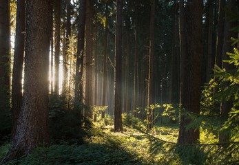 Light in the Forest