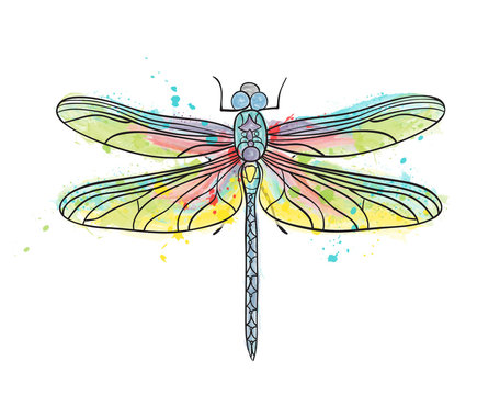 Water color dragonfly wector illustration isolated drawing