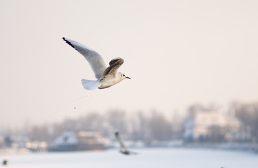 Gull defecating in winter fly