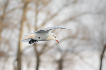 Graceful gull in winter fly