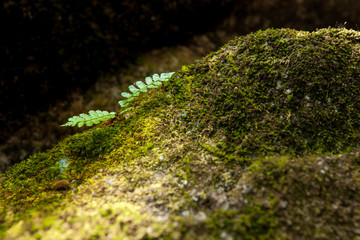 Fern leaf
