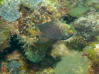 Fototapeta na wymiar yellow eye fish 