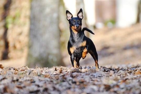 Pinscher Nain" Images – Browse 64 Stock Photos, Vectors, and Video | Adobe  Stock