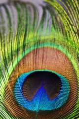 Obraz premium Peacock feather