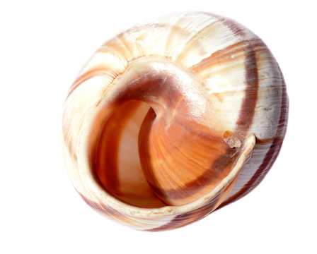 snail shell macro isolated on white