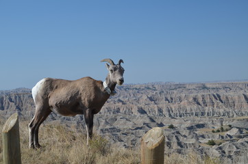 Desert Bighorn Sheep in Badlands