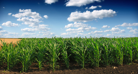 Green Corn field
