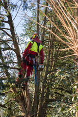 tree climber in the sunlight cutting down a tree