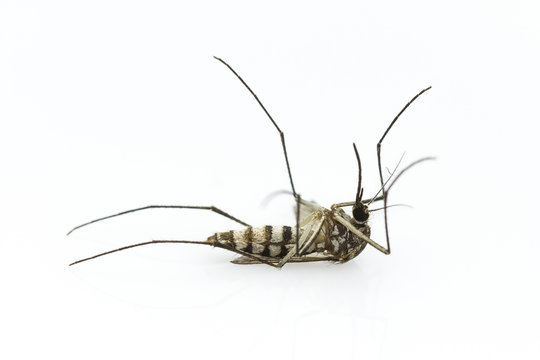 mosquito dying on white background
