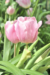 Fototapeta premium pink tulip