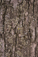 Wood surface