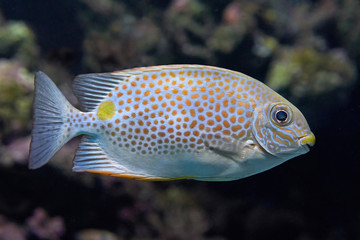 Gold saddle rabbitfish (Siganus guttatus)
