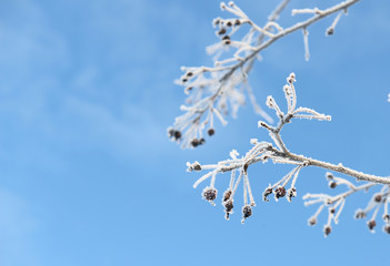 berries covered with ice crystals