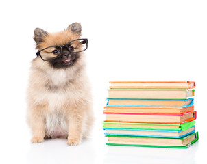 tiny spitz puppy with glasses and pile books. isolated on white