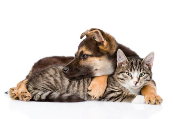 crossbreed dog hugging tabby cat. isolated on white background