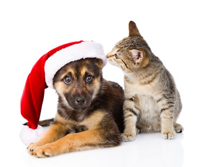 Tabby Cat and Dog with Santa Claus hat. isolated on white backgr
