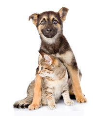 crossbreed dog hugging tabby cat. isolated on white background