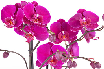 Pink Orchid Flowers