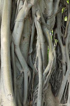 gnarled tree roots