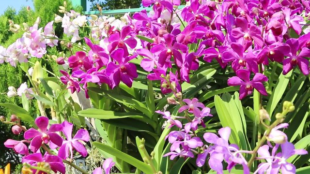 Thai orchids flower in winter season 