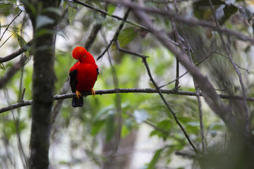 Andean or Peruvian Cock-of-the-Rock in its natural habitat