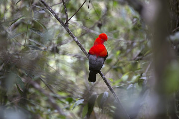 Andean or Peruvian Cock-of-the-Rock in its natural habitat