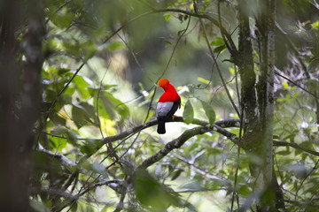 Andean or Peruvian Cock-of-the-Rock in its natural habitat