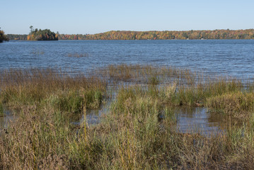 The emergent rushes along Franklin Lake in Northern Wisconsin are changing colors, same as the trees across the water.
