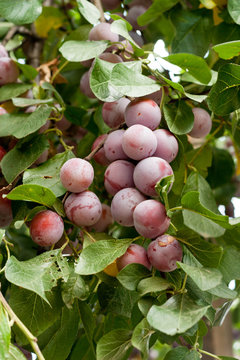 Plum tree with juicy fruits