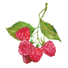 watercolor red raspberry