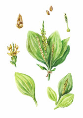 Colorful watercolor drawing of plantain isolated on white backgr © Viktoriia Manuilova