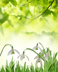 snowdrops in detail
