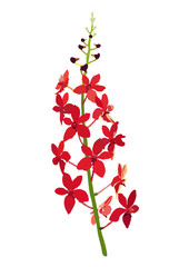 red orchid on white background, flower vector illustration