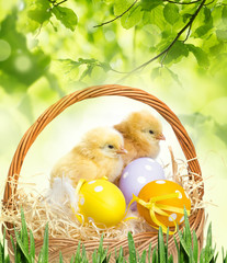 Fototapety  kosz z jajkami wielkanocnymi i kurczakami