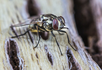 Mosca doméstica.