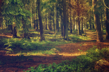 North scandinavian pine forest, Sweden natural travel outdoors vintage hipster background