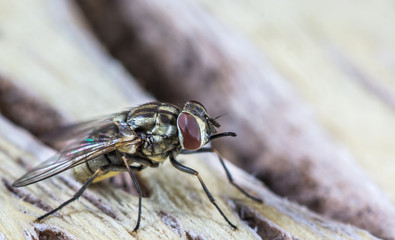 Mosca doméstica.