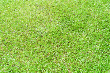 Fototapeta premium Green lawn.