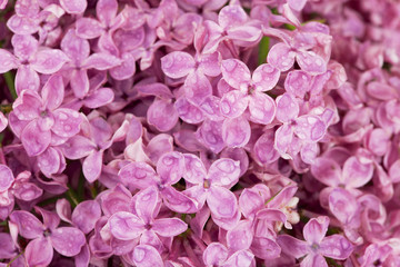 Pink lilac flowers after rain.